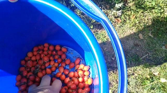 Прогулка по лесу,собираем грибы и крупный шиповник. с Ширяево ч 2 смотреть онлайн