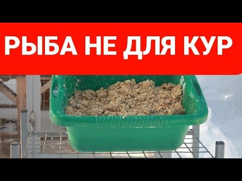 ПОЧЕМУ РЫБУ НЕЛЬЗЯ ДАВАТЬ КУРАМ. смотреть онлайн
