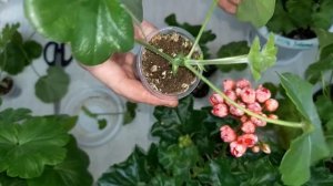 Обрезка пеларгонии и как укоренить черенки герани