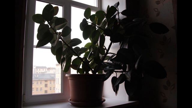 Ficus 5 days in 20 sec time lapse(spoiler: nothing wonderful) смотреть онлайн