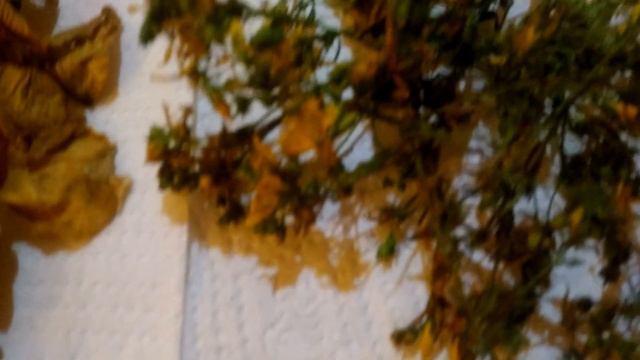 Чай травяной. Польза лекарственных трав. смотреть онлайн