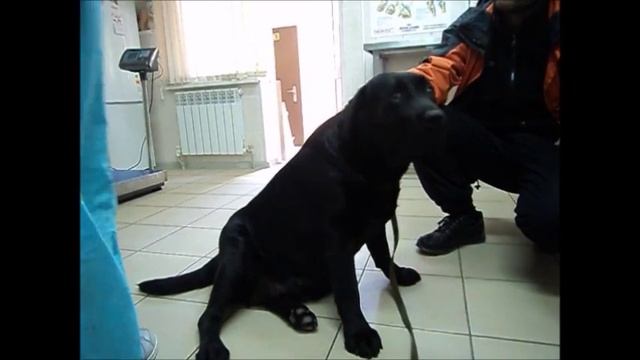 Срочный визит к ветеринару. Краснодарский край, ст. Новотитаровская