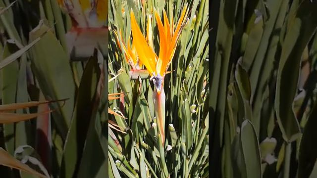 Bird of Paradise смотреть онлайн