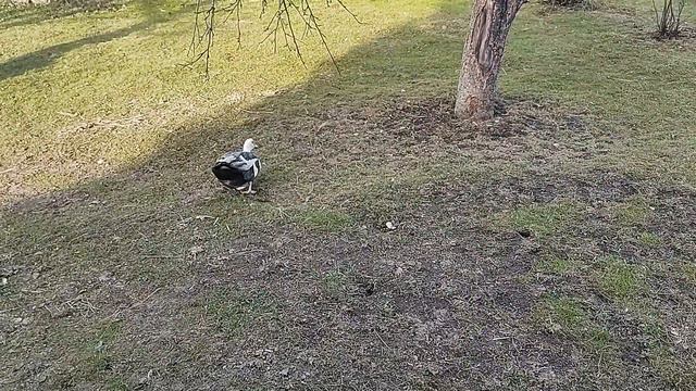 Индоутки. Мускусные утки. Куры. Перепела. Уборка. Хорошие новости от молодых уточек смотреть онлайн