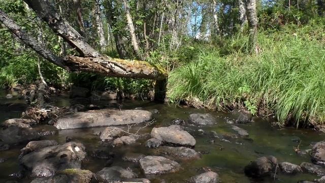 шум ручья,звуки природы.спокойствие,релакс.для сна,учебы и йоги.природа,камни и ручеек! смотреть онлайн