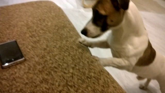 Поющий Джек Рассел /Jack Russell Terrier Milo смотреть онлайн