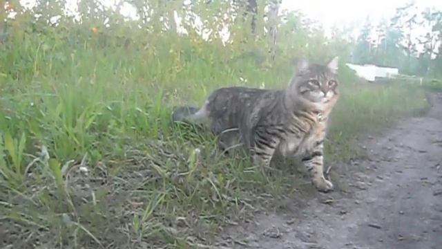 Маленький сибирский котенок Таран первый раз на даче смотреть онлайн