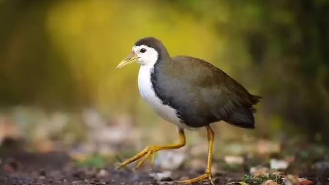 Jal Murgi Ki Awaaz 2021. Waterhen bird Call. смотреть онлайн