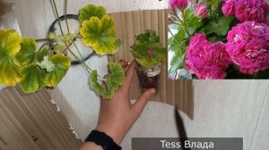 Новые черенки ПЕЛАРГОНИЙ, дорогие и элитные сорта герани, распаковка посылки