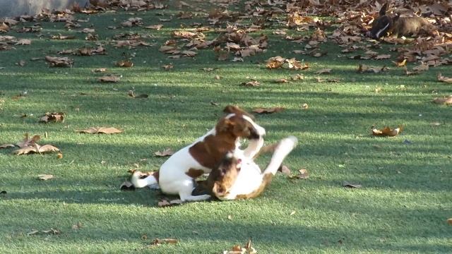 Jack Russell Terrier VS Miniature Bull Terrier !!!! смотреть онлайн