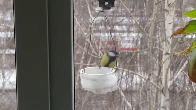 синица по воробьиному чирикает смотреть онлайн