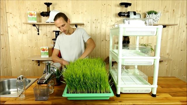 Weizengras entsaften mit dem Angel Juicer - Weizengrassaft selber machen смотреть онлайн