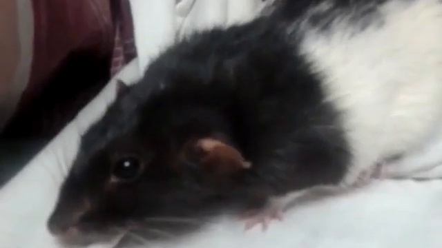 Симпатичная Черно Белая крыса ( Black and White ) смотреть онлайн
