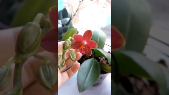 Phal. Sogo Red Star смотреть онлайн