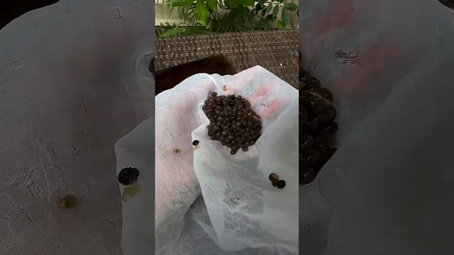 Косточки из папаи