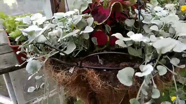 Обзор ампельных растений в кашпо. смотреть онлайн