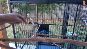 Сделай сам. Мастерим крутую клетку для птиц. (видео 442)