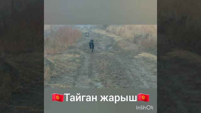 Кыргыз Тайган 31 октября 2021 г. смотреть онлайн