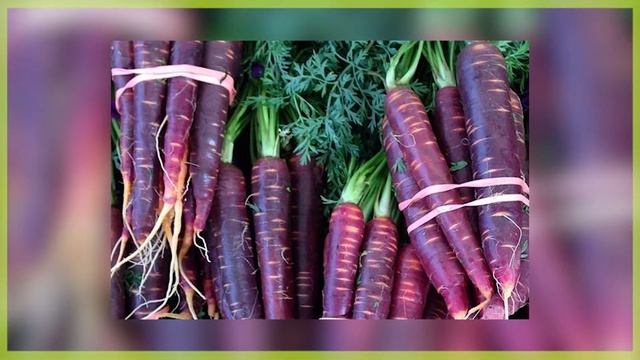 ИЗНАЧАЛЬНО МОРКОВЬ БЫЛА ФИОЛЕТОВОГО ЦВЕТА?! смотреть онлайн