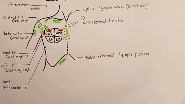 Lymphatic drainage of breast - diagram смотреть онлайн