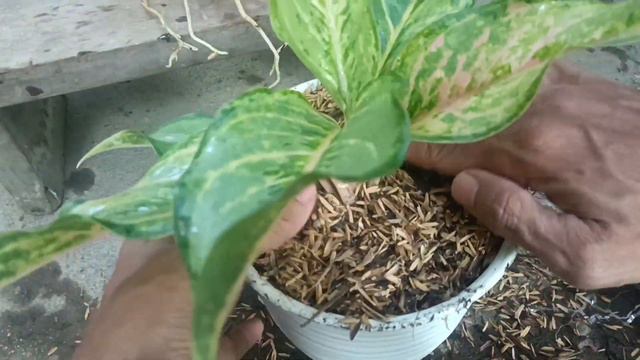 Tips for Propagate Aglaonema for Beginner Easy and Simple смотреть онлайн