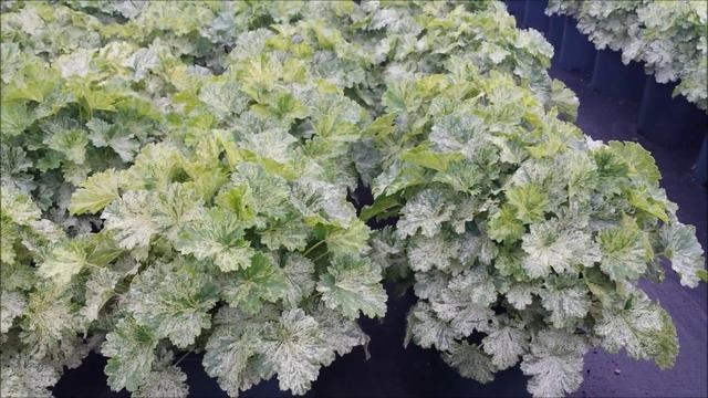 Best Perennials - Heuchera 'Snow Angel' (Coral Bells) смотреть онлайн