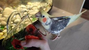 плюсы и мунусы попугая корелли/Стоит ли заводить кореллу???