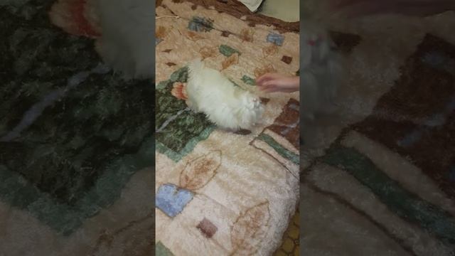 Мальтезе Санта, 4 месяца, дрессировка смотреть онлайн