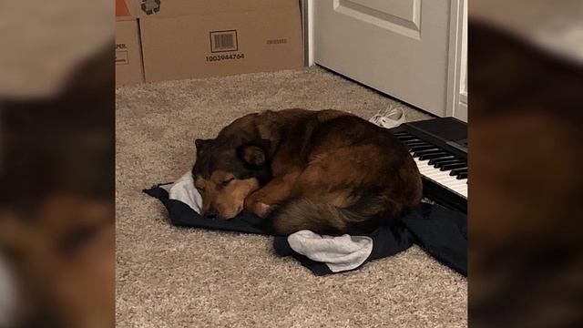 55 животных, окончательно потерявших совесть! смотреть онлайн