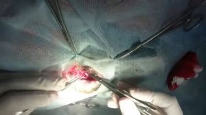 удаление глазного яблока у кота