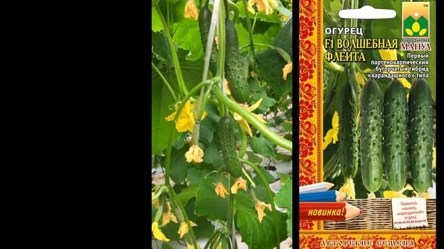 Авторские семена Агрофирмы Манул: F1 Волшебная флейта. Массовое плодоношение в теплице. смотреть онлайн
