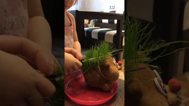 Яна стрижёт Ёжика смотреть онлайн