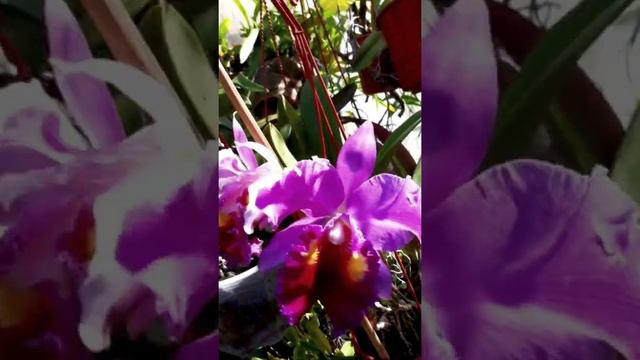 Orquídeas que FLORECEN! смотреть онлайн