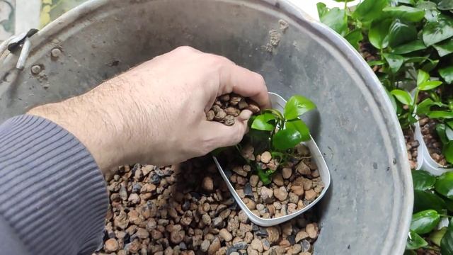 Анубиасы в тепличке, содержание, уход и посадка