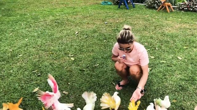 Разноцветные голуби в Paradise Park Farm Koh Samui, на острове Самуи смотреть онлайн