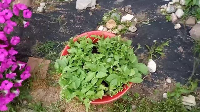 Обрезка петуньи! Срочно!!!!