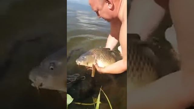 25.07 РК Фишка Данилово, трофейная рыбалка, ловим трофеев смотреть онлайн