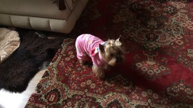 820.Эстония. Осеннее утро...#жизньвэстонии #Novatinafilm #vlog смотреть онлайн