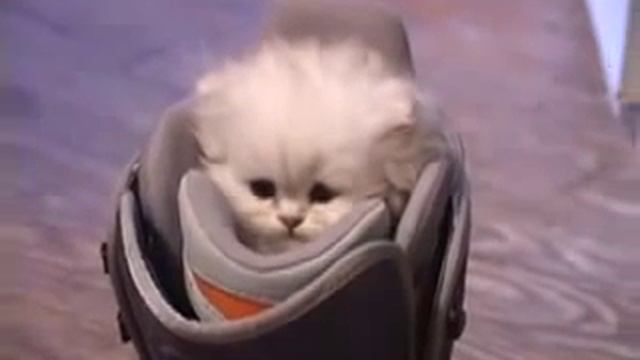 Милый котенок влез в ботинок и грозно рычит смотреть онлайн