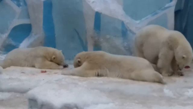 Дружная семейка .. Все успокоились.....A friendly family .. Everyone calmed down .. смотреть онлайн