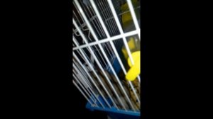 Крик Джунгарского Хомячка!