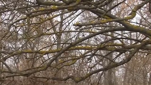 Весна в Куйбышевском парке смотреть онлайн