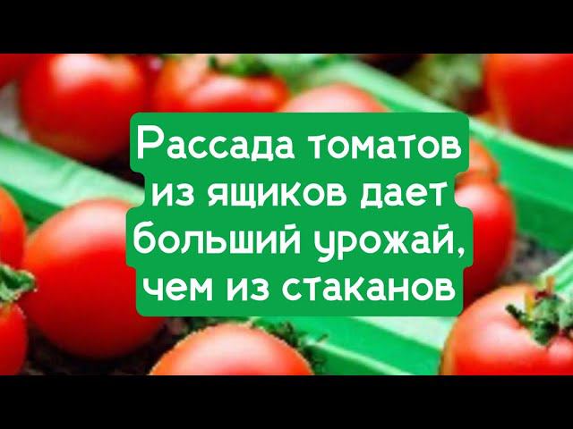 Рассада томатов из ящиков дает больший урожай , чем из стаканов. смотреть онлайн