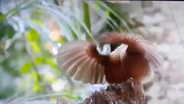 Обитатели тропиков на островах - пернатые жители. смотреть онлайн