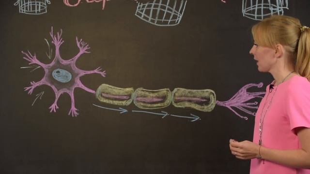 Биология| Подготовка к ЕГЭ. Нервная клетка смотреть онлайн