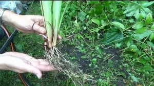 Ирис сибирский. Делим и пересаживаем