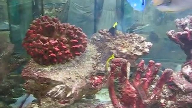 Аквариум с морскими рыбками 2 смотреть онлайн