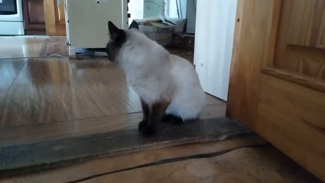 Хроника приучения кота Барона "Граница недоступности" смотреть онлайн