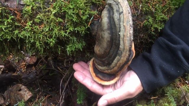 Paul With The Red-Belted Polypore