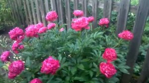 Пионы на даче.